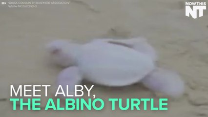 Meet Alby, The Rare Albino Turtle
