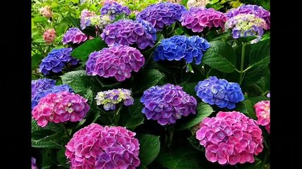 Красивые цветы гортезии просто великолепны!