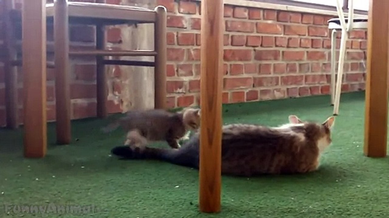 Adorable Cats and Kittens Compilation