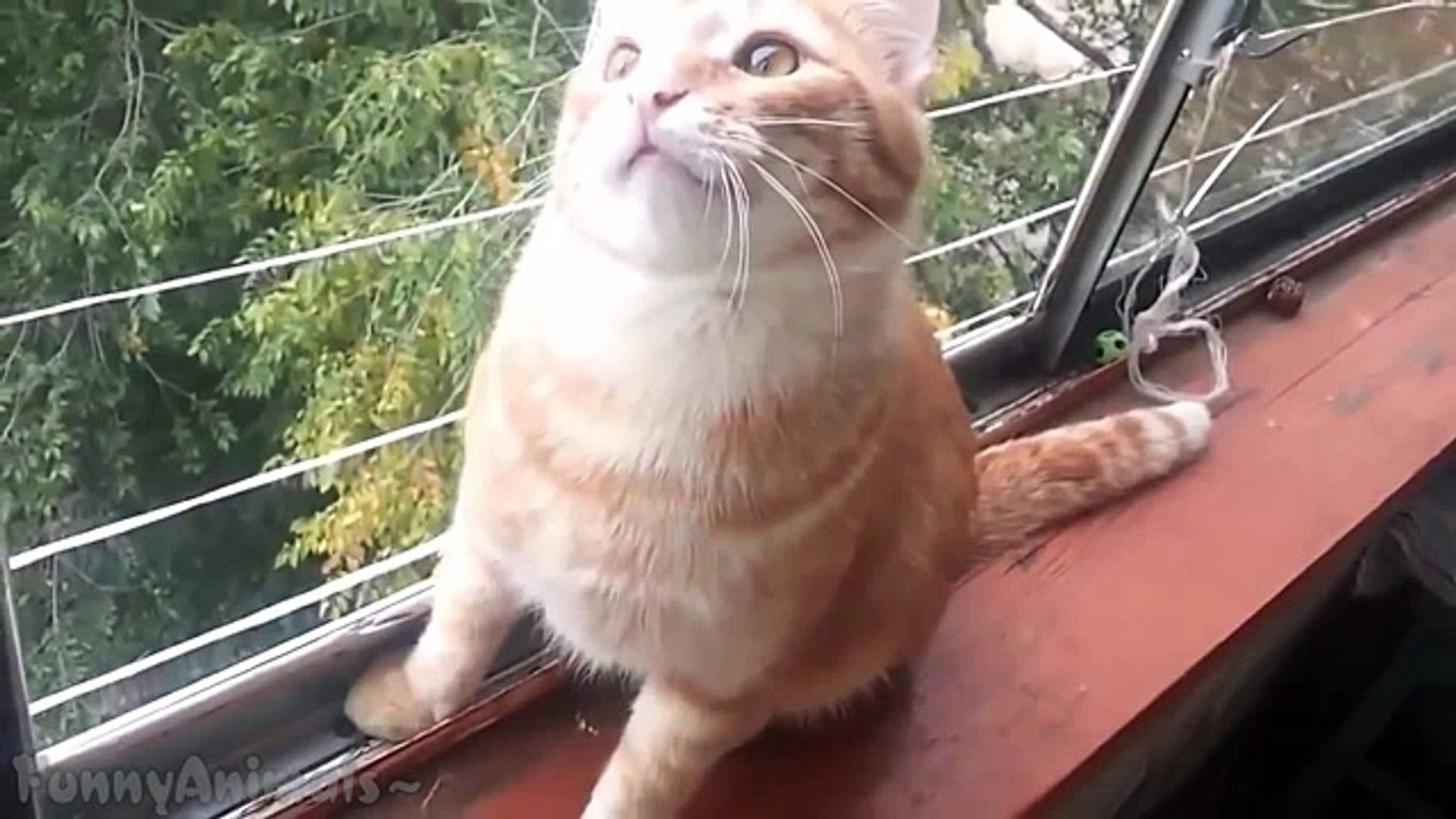 Broken Cats - Funny Cats Compilation