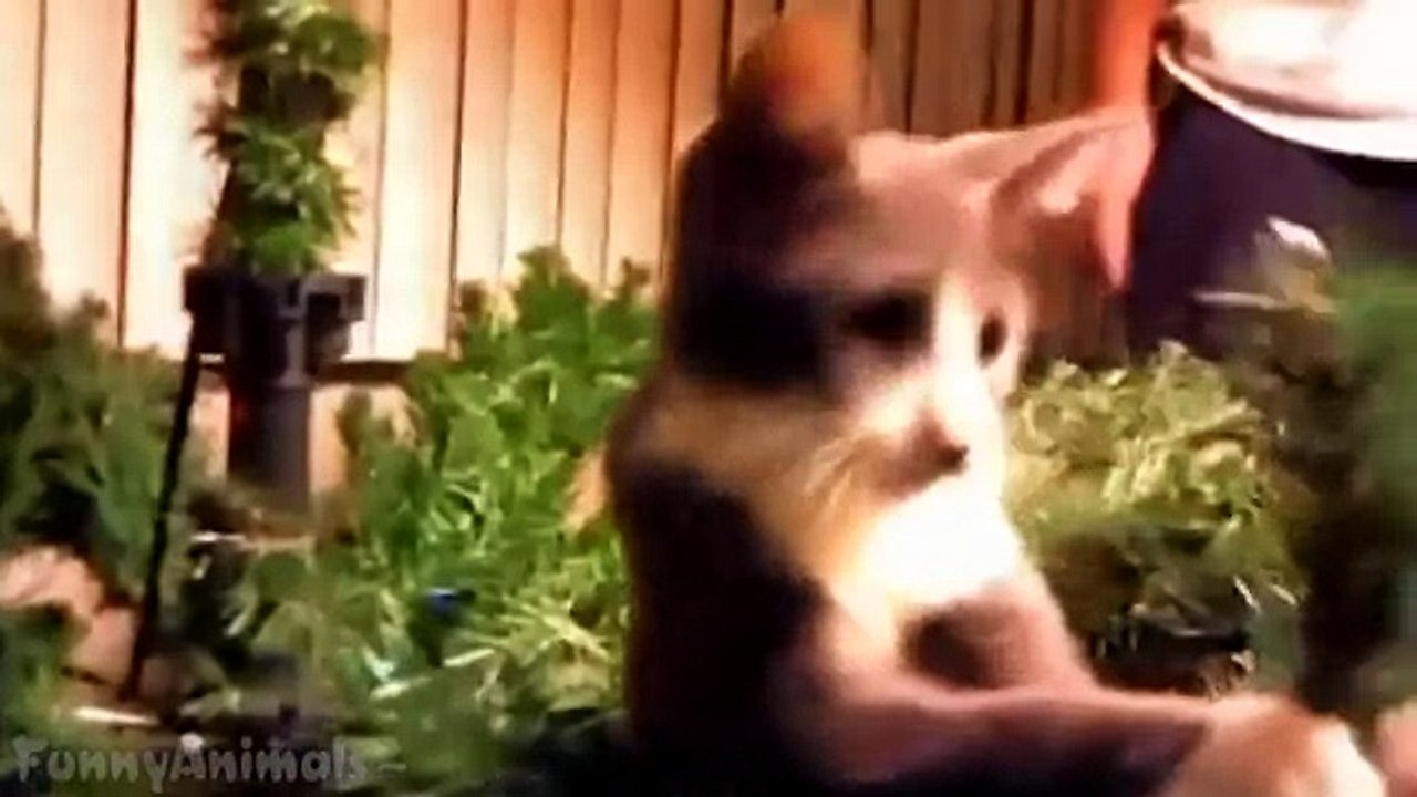 Cats Love Christmas Trees - Funny Animal Compilation