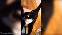 Cats Welcoming Owners Home Compilation