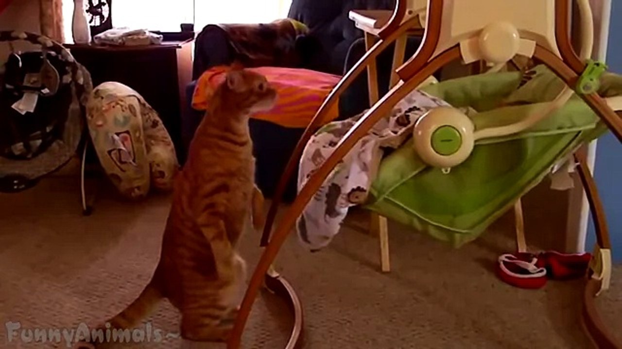 Cute and Funny Animals Compilation