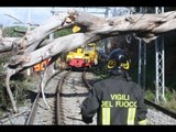 Roma - Albero crolla su linea ferroviaria: fermi i treni Roma-Frascati (15.02.16)