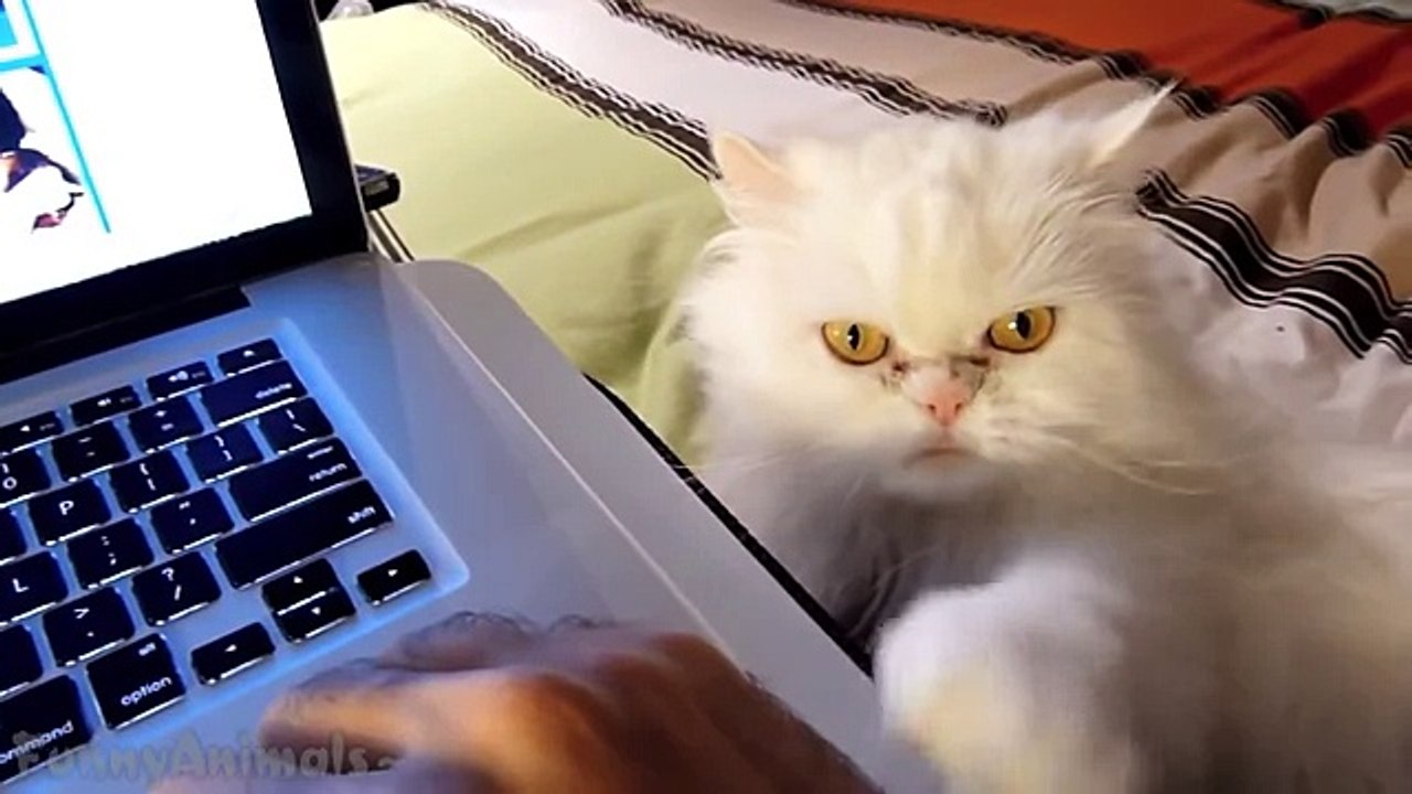 Cute Cats Demands Petting Compilation