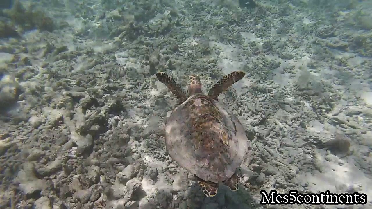 Plonger avec une Tortue Marine aux Seychelles