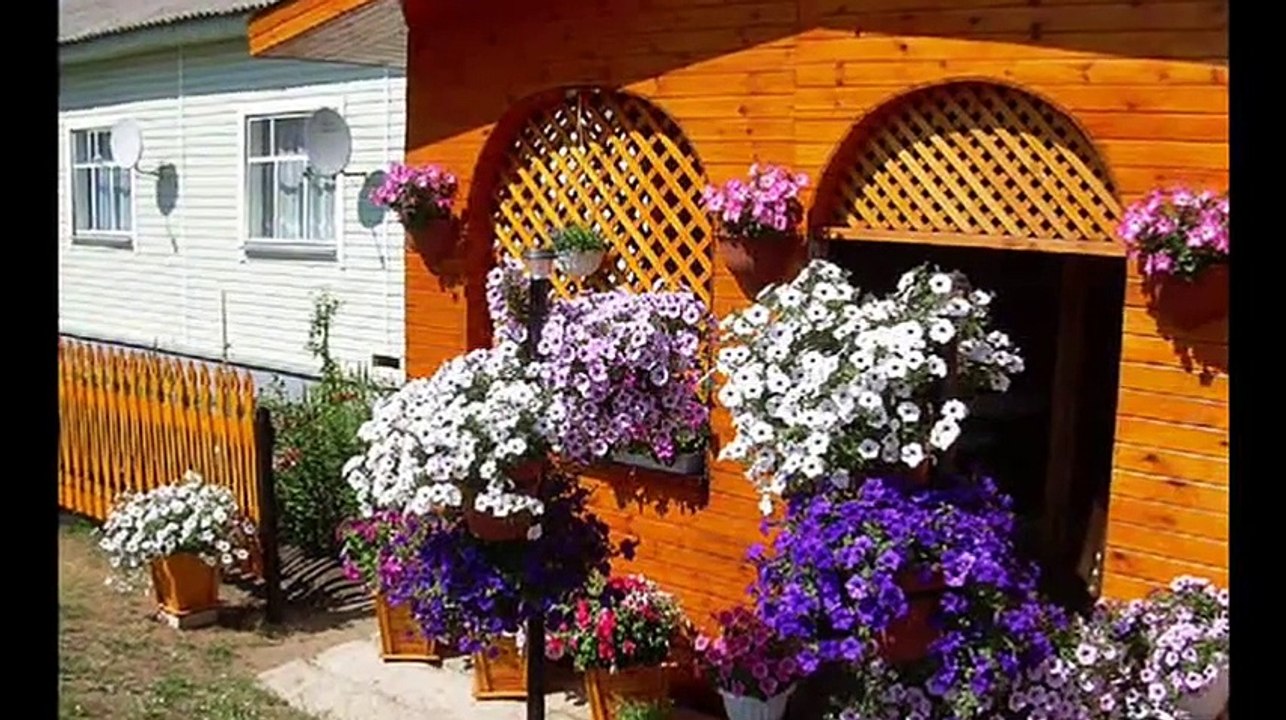 Петунии в дизайне сада, двора, крыльца и др