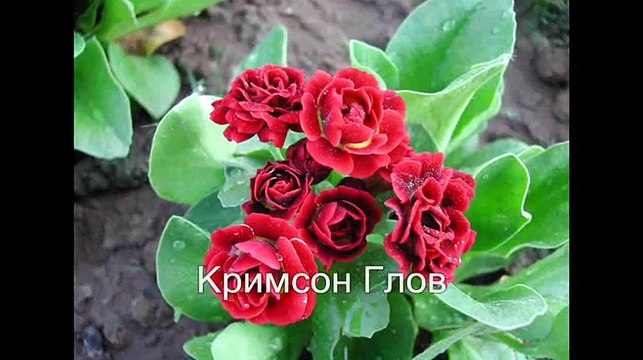 Примула - самый первый весенний цветок. Название +фото