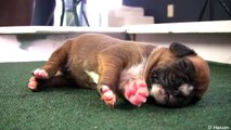 Cutest Newborn Boxer Puppies