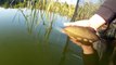 Tench on the feeder. Feeder fishing  tench on  furthes throw.