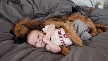 Funny Dogs Protecting Babies Compilation 2016