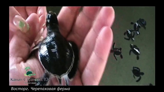 Шри Ланка- Черепаховая ферма