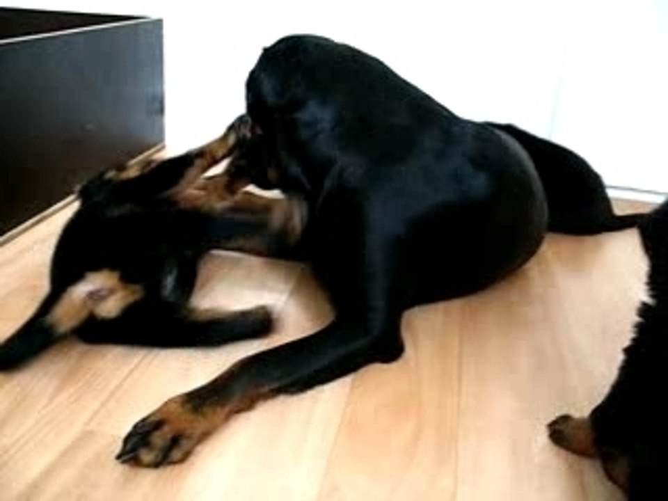 Chiots 6 semaines & Angie