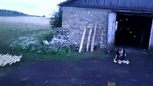 Домой бегом ! Позитив! Смотреть всем!