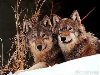 Волк и волчица