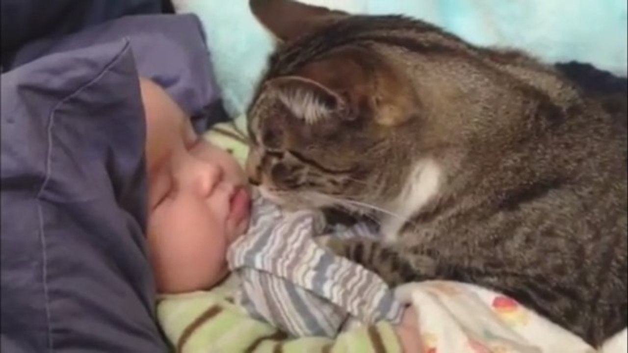 funny videos -  Funniest Videos , funny vinies ,very funny Videos , funny clips - funny video