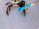 Knife Crab Becomes Hitler Crab