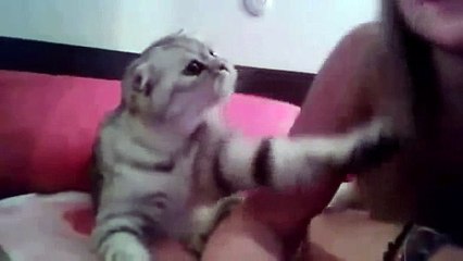 Çapkın kedi Komik Haber