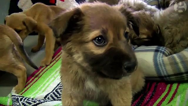 Hiker rescues a dozen puppies abandoned in Arizona desert