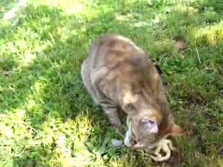 Le chat en train de manger 1 lézard