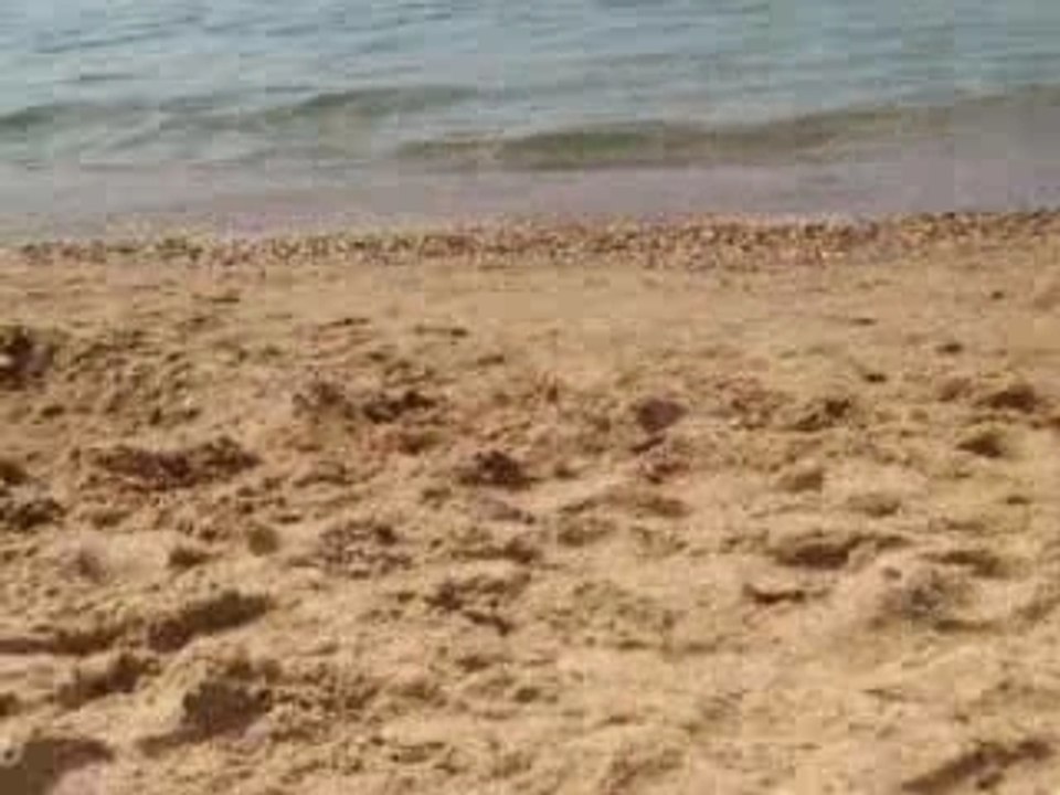 Les mouettes qui volent sur la plage