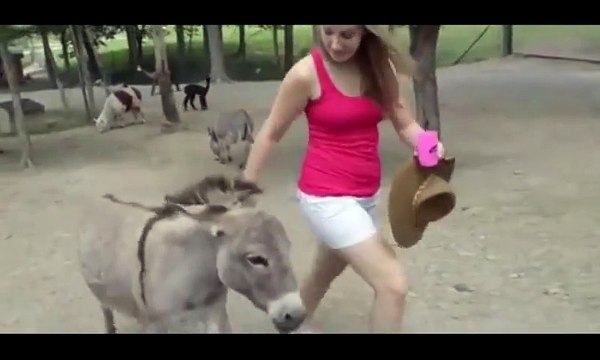 Ну надо же)) ДЕВУШКА понравилась ослу)))