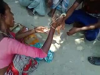 NNB snake catcher shows poisonous snake (Funny Videos 720p)