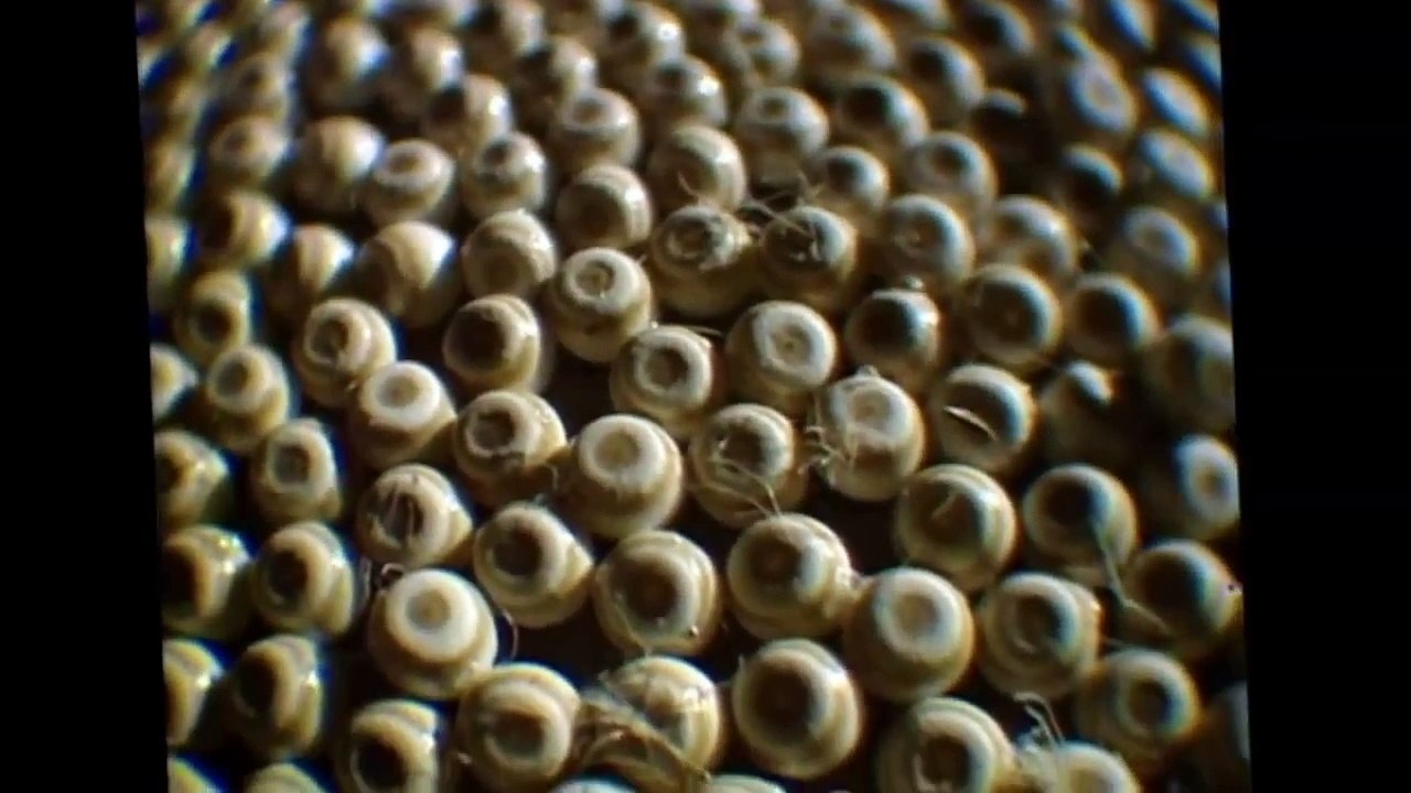 Alien Empire: Replicators