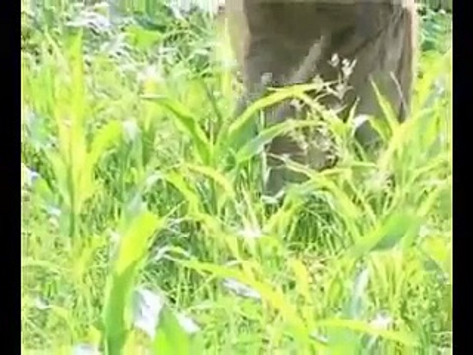 paira chaska walayat na  (pothwari drama) part 6.flv