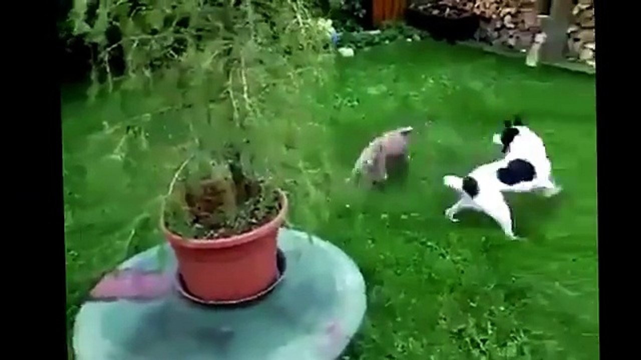 Dog  and Bunny playing together