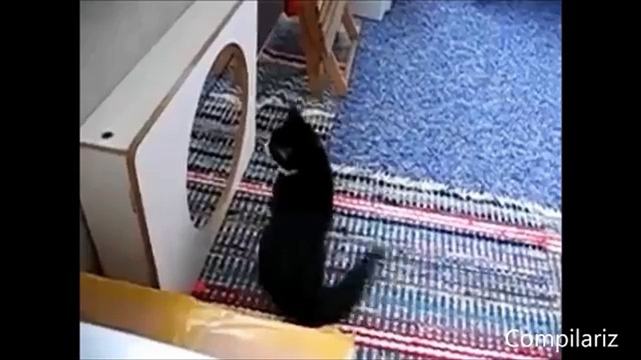 Animals vs Mirrors