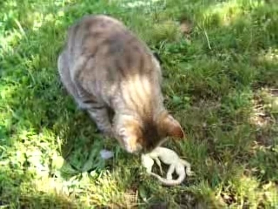 Simba en train de manger 1 lézard