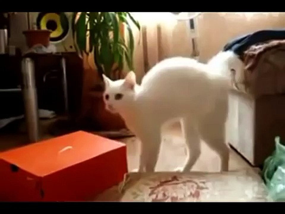 Cat Compilation