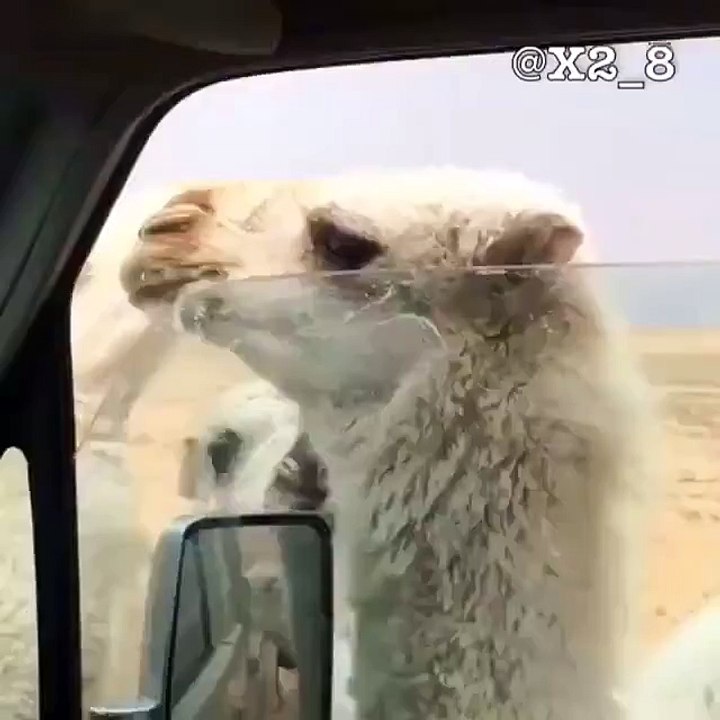 Idiot closed the car window on camel lips