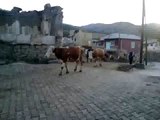 Nahırın Gelişi - Güzyurdu Köyü ( Kelkit )