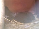 Pigeonne en train de donner à manger à ses 2 petits