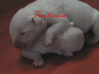 BULL TERRIER CHIOT A RESERVER