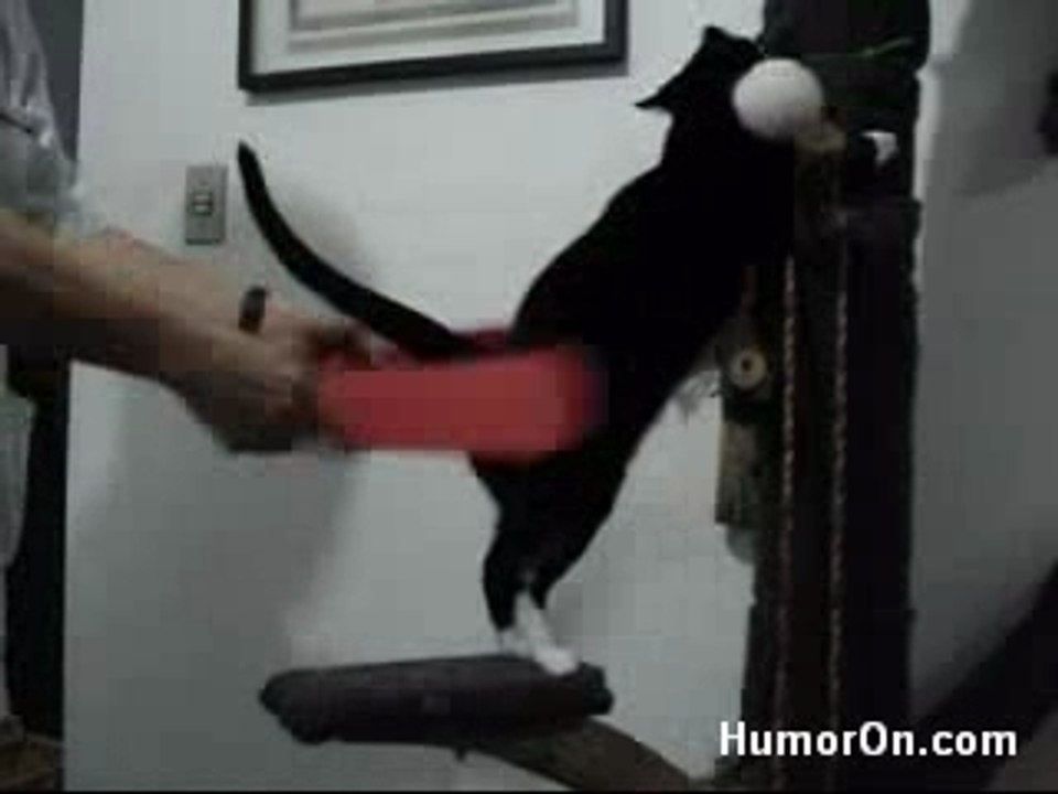 Chat_fetichiste