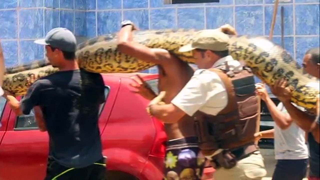 Giant Anaconda - Part 24