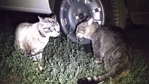 CATS fighting cats talking