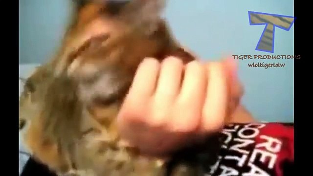Cats making funny sounds