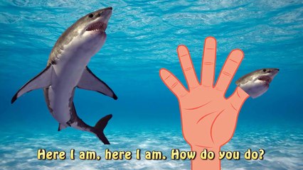 Finger Family Shark Family Nursery Rhyme | Animal Finger Family | Fish Finger Family for children