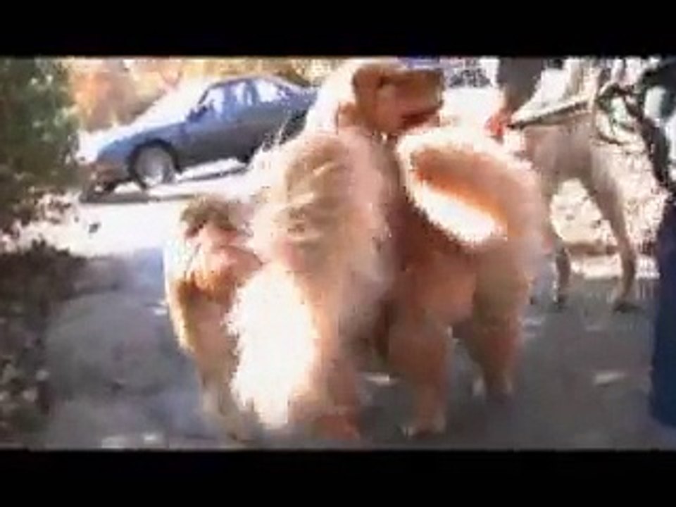 Funny dog bloopers