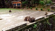 Baby monkeys playing at Wuyishan (stump-tailed macaques