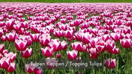 எப்படி இருக்கிறது இவர்களின் திறமை ?