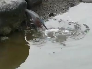 Try Try Again Till You Succeeded