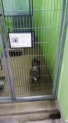 Dans un refuge, une chienne fait la chose la plus attendrissante et mignonne imaginable, afin d'être adoptée.