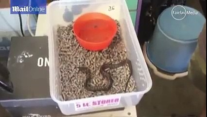 A snake with two heads has been born in Wodonga, Victoria