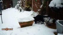 Best Of Funny,Cute Cats Playing in the Snow First Time Compilation