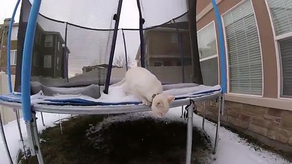Frozen Kitten Plays In Snow